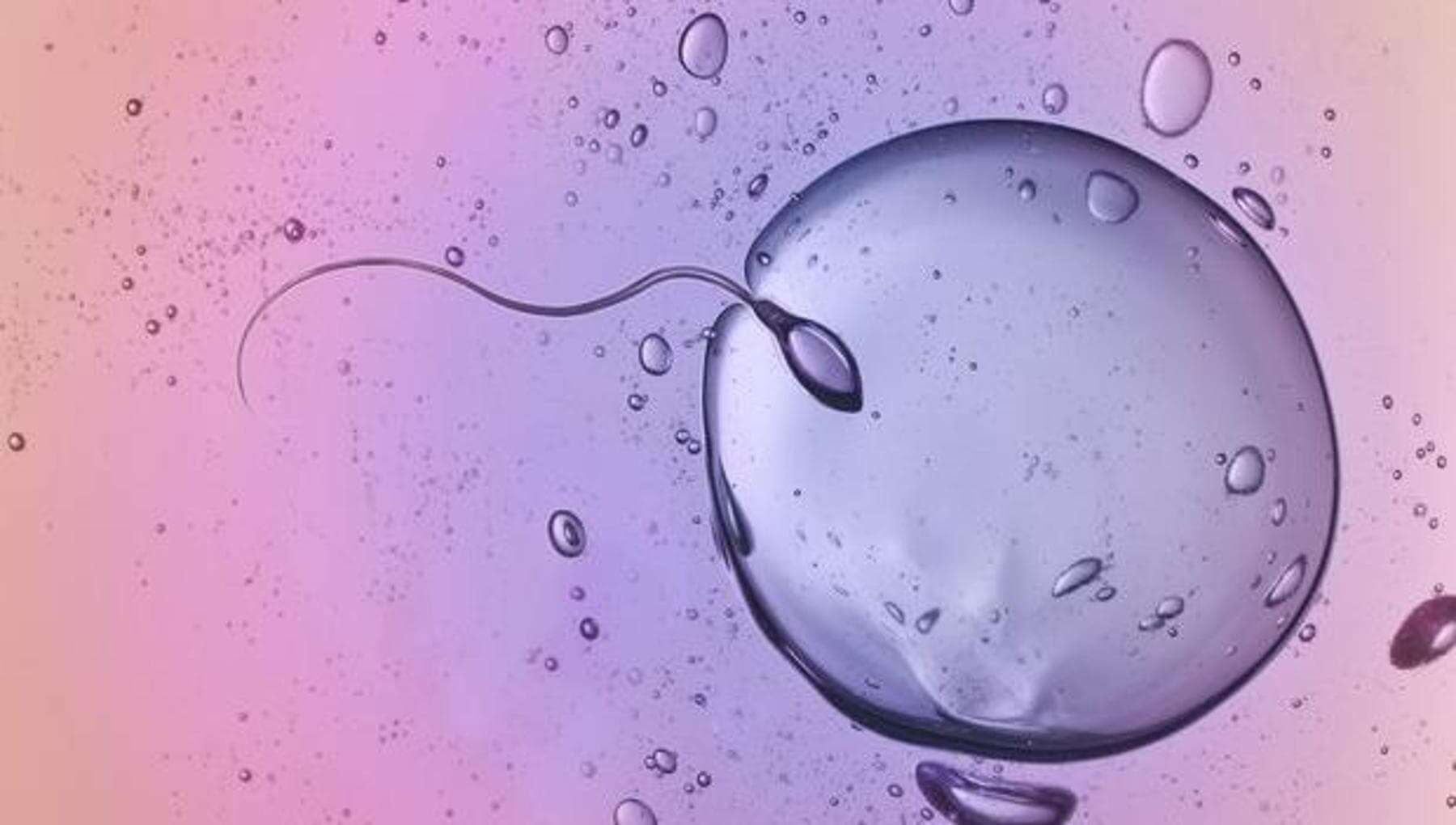 Infertilità maschile, trovati batteri nel liquido seminale che ‘tagliano’ gli spermatozoi