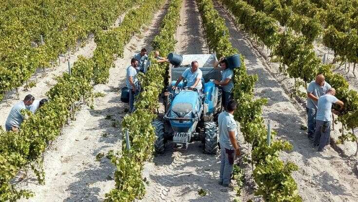 La riscossa dei vini bianchi siciliani