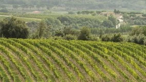 Rosso di Montalcino: record di richieste e i vigneti aumentano del 67%