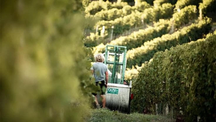 San Giovanni, la viticoltura ottocentesca tramandata da nonno a nipote