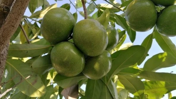 Quel frutto tropicale al sapore di cioccolato che cresce alla porte di Palermo