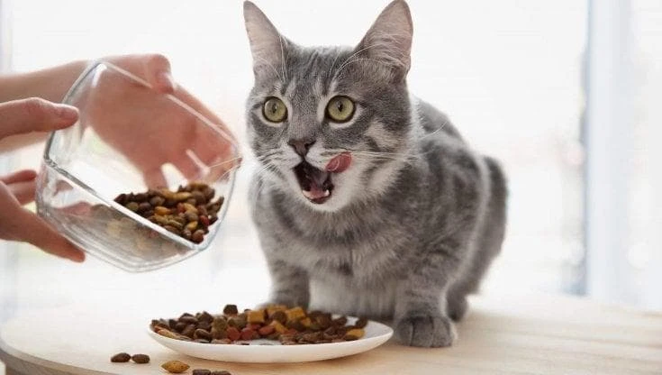 Cibo per gatti, boom di consegne a domicilio