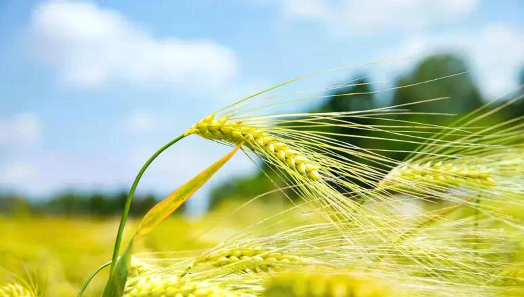 Celiachia: ottenuto il primo pane di grano 'gluten free'