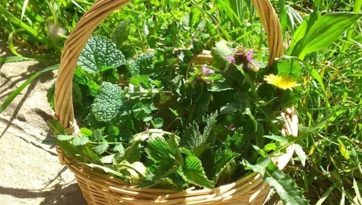 Dove raccogliere le erbe e i fiori di montagna da mettere nel piatto