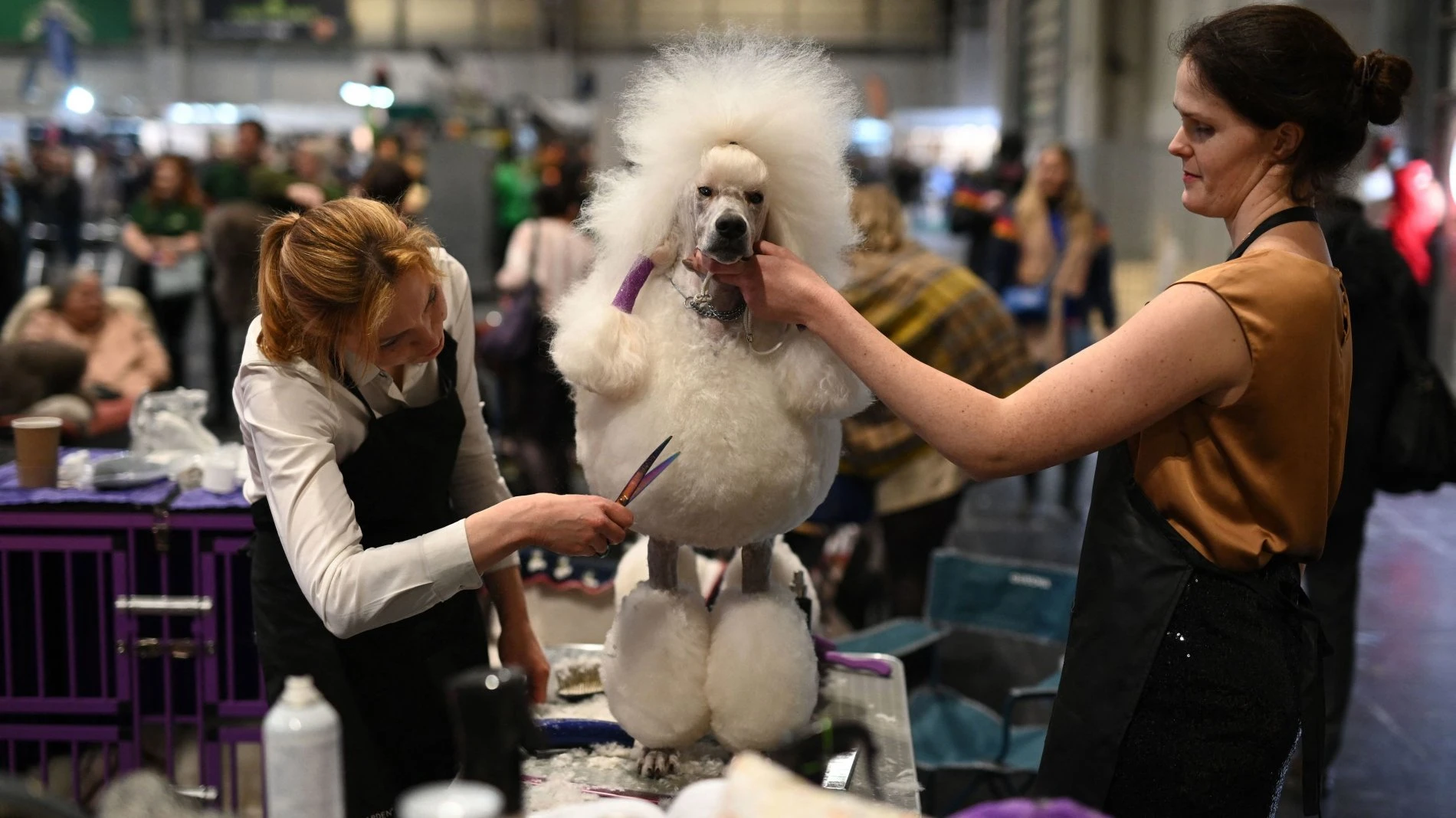Crufts Dog Show: bravi, belli, glamour e pelosi, al via il Met Gala canino