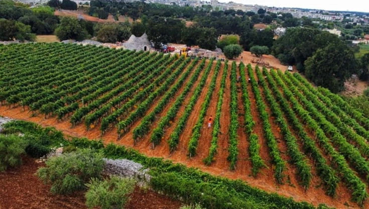 Metodo classico, la sfida di Zanzariello nel cuore della Puglia