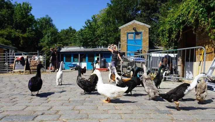 Il ristorante italiano nella fattoria nel cuore di Londra, oasi di pace e gusto