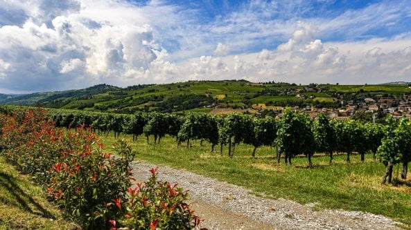 Estirpazione vigneti, sì del governo. I timori di Uiv e Federvini