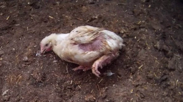 Polli e white striping, Essere animali sfida Lidl: venite nei nostri uffici a valutare il report