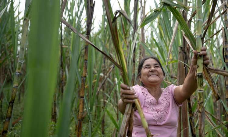 Panela, lo zucchero sostenibile che fa bene ad agricoltori e ambiente