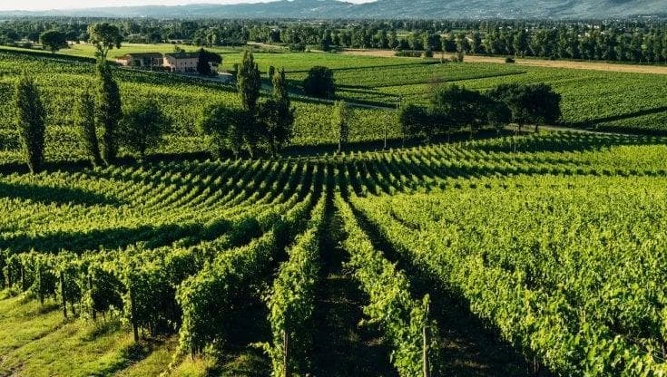 Il ritorno dei vitigni dimenticati: così il passato può cambiare il futuro del vino