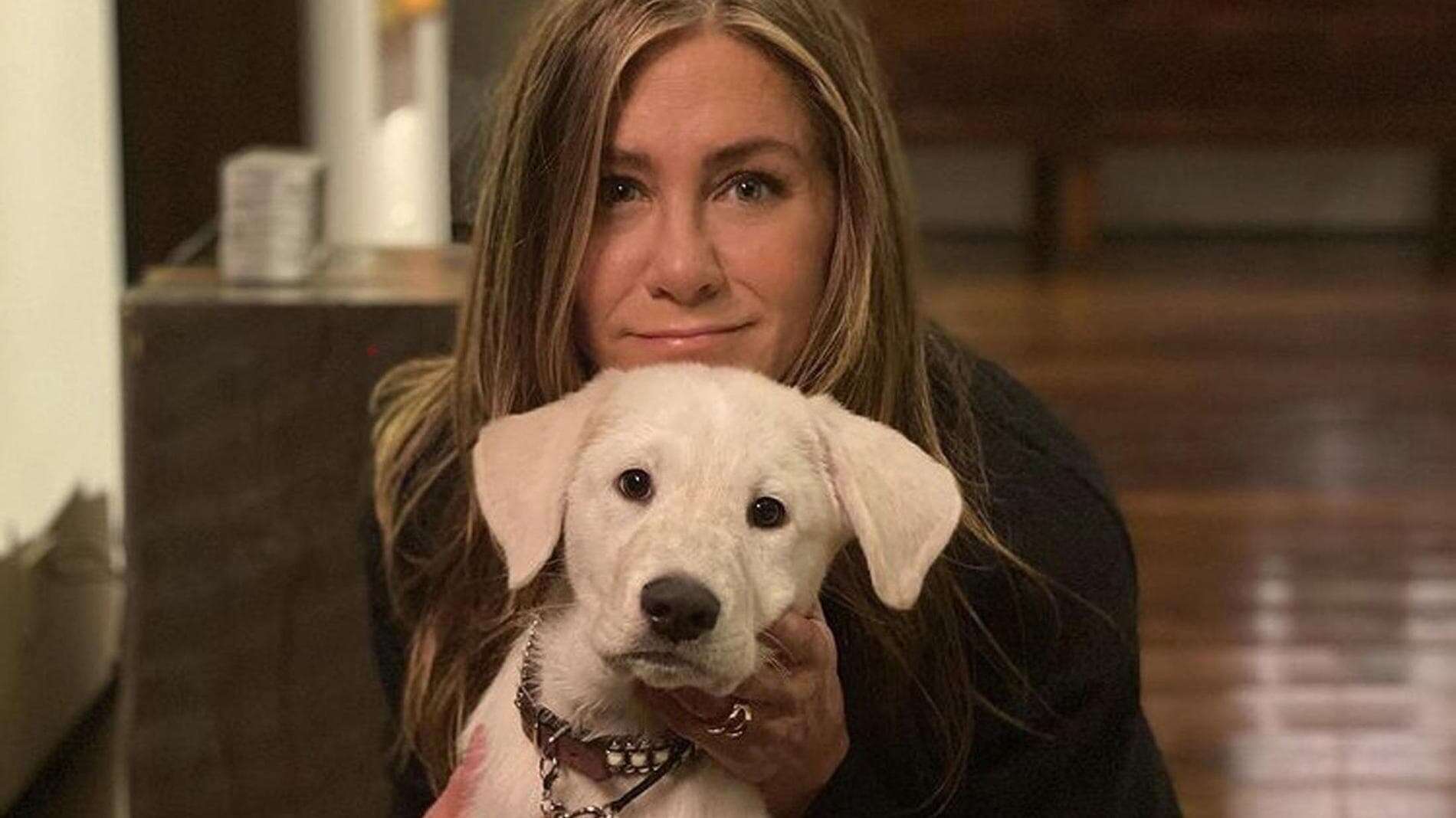 Lo shampoo per cani di Jennifer Aniston e altre idee regalo per gli animali