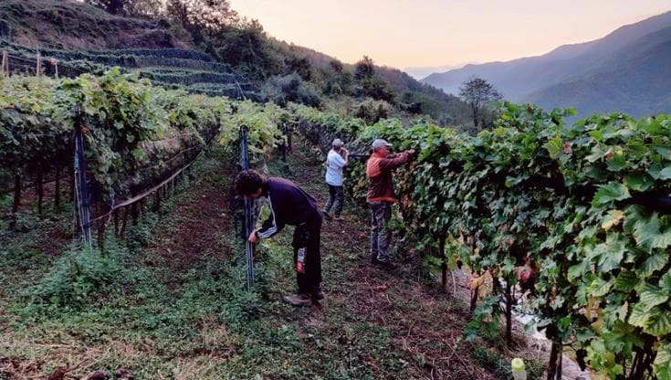 Sulle montagne sopra la Valle Arroscia, l’agricoltura eroica che riporta in vite un vino scomparso
