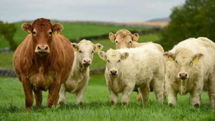 Rossa, saporita e grassa al punto giusto: la carne irlandese seduce lo chef Bartolini