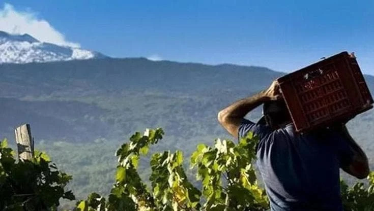 Etna, il top dei vini vulcanici: i dieci migliori da assaggiare