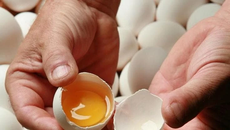 Chi è nato prima, Parisi o la gallina? La provocazione dell’imprenditore dalle uova d’oro