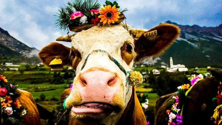 Dai formaggi in Piemonte al cous cous in Sicilia, il cibo italiano fa festa