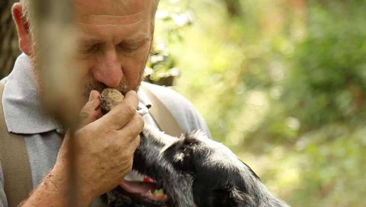 Tre fine settimana per scoprire, e amare, il tartufo bianco di Acqualagna