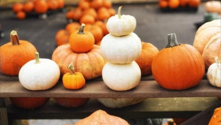 Le streghe di Benevento fra liquori, mentastra e marzapane