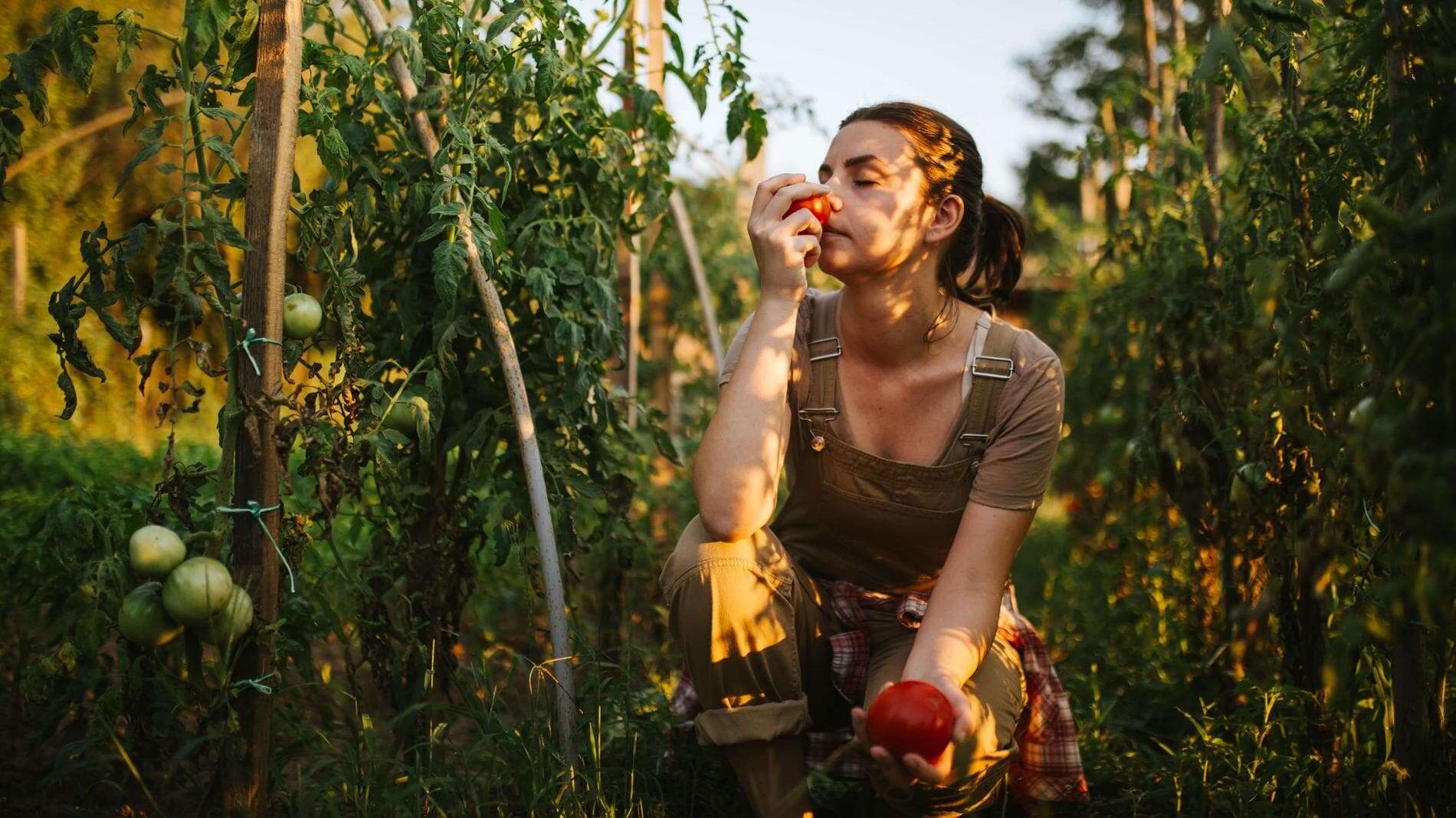 Basta cocco: il nuovo ingrediente star dei profumi estivi è il pomodoro