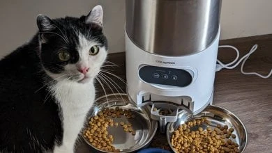 Gatto vs OrusPro Sunny Bowl: una ciotola smart per le crocchette è davvero utile?