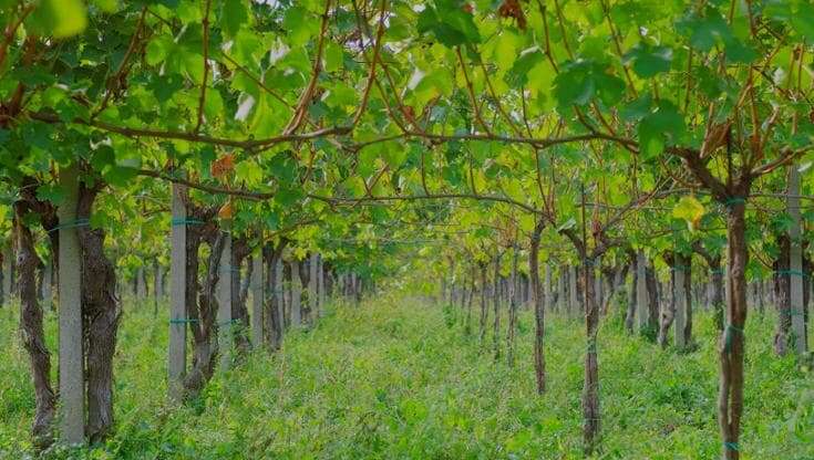 Slow Wine Fair, quelle viti dimenticate recuperate dai vignaioli biodinamici 