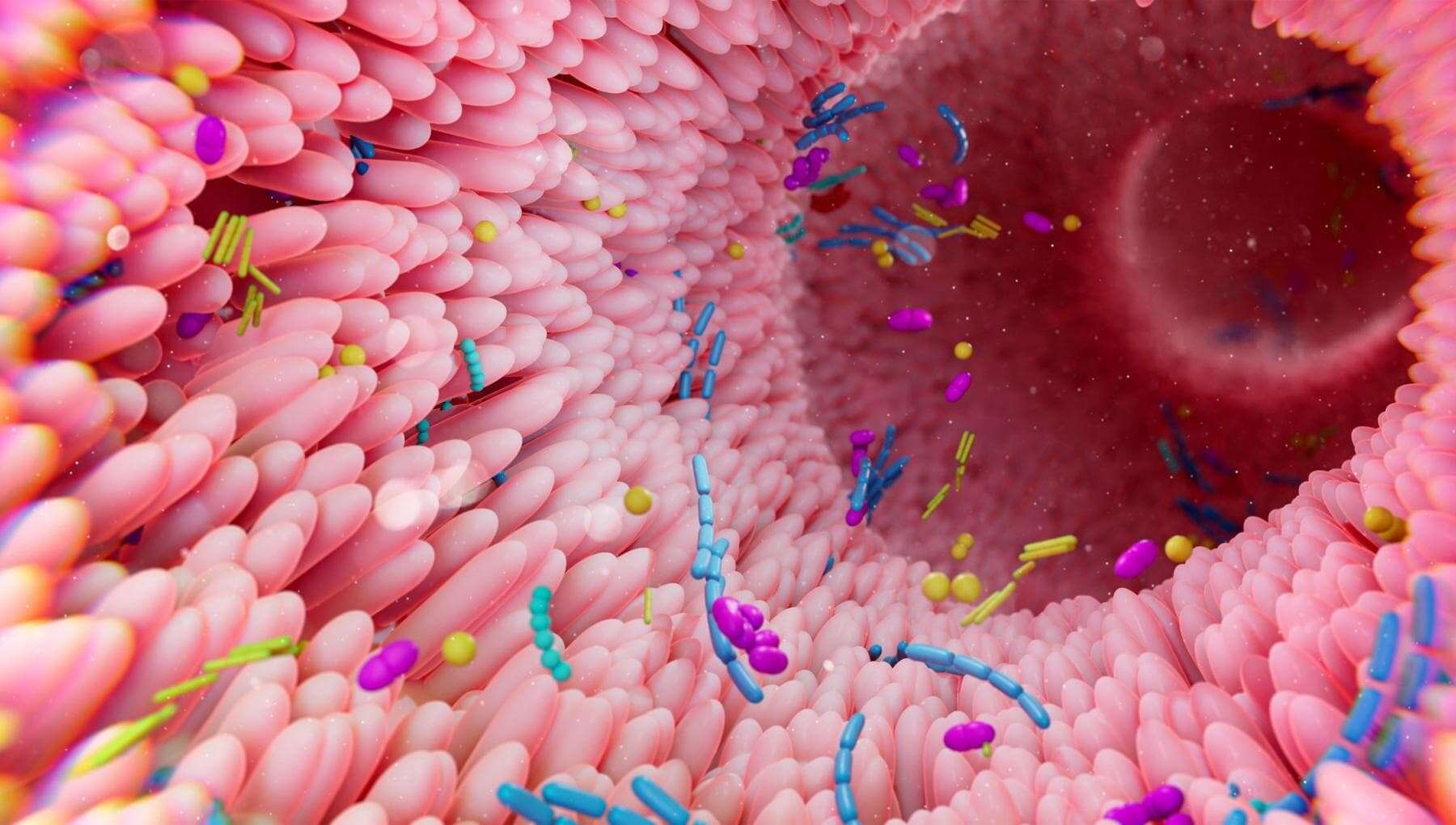 Dopo l’ictus, curare il microbiota dell’intestino (forse) proteggerà anche il cervello