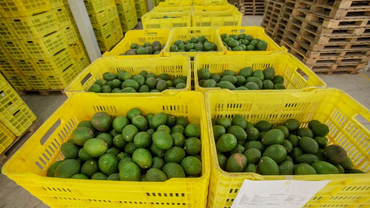 El aguacate andaluz, entre la sequía y el mito de la burbuja: 