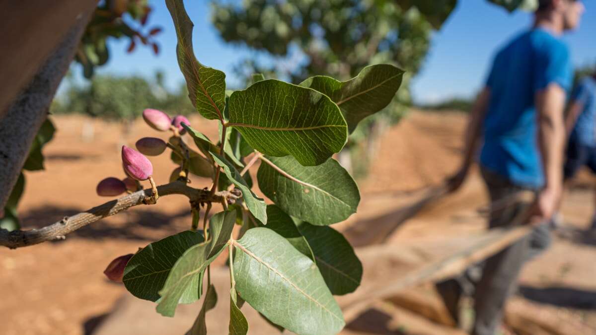 Pistacho, soja y aguacate: así han crecido los cultivos del 'futuro' en España desde 2011