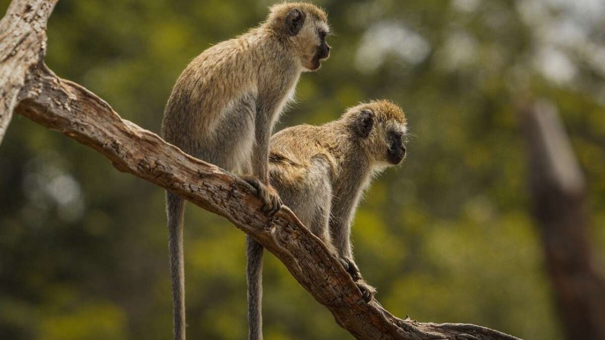 Un salto genético provocó que los humanos perdieran la cola: 