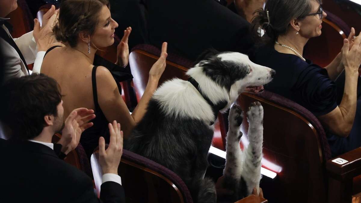 ¿Un perro aplaudiendo? El 'milagro' que solo podría pasar en los Oscar