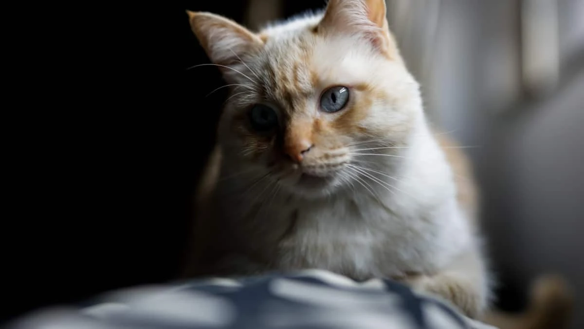 El gato doméstico, una problemática especie invasora: 