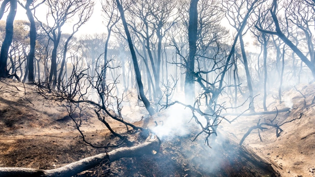 Los incendios forestales transforman un metal del suelo en un compuesto cancerígeno que se transmite por el aire