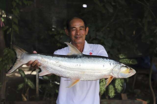 Tìm lại loài cá ‘ma’ khổng lồ trên sông Mekong