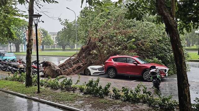 Toàn cảnh Hà Nội ngay trước khi bão YAGI đổ bộ: Hàng loạt cây xanh bật gốc chắn ngang đường, nhiều bảng biển bị hất tung