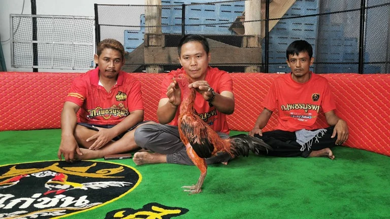 Con gà chọi được trả 2,8 tỷ đồng, người đàn ông từ chối bán