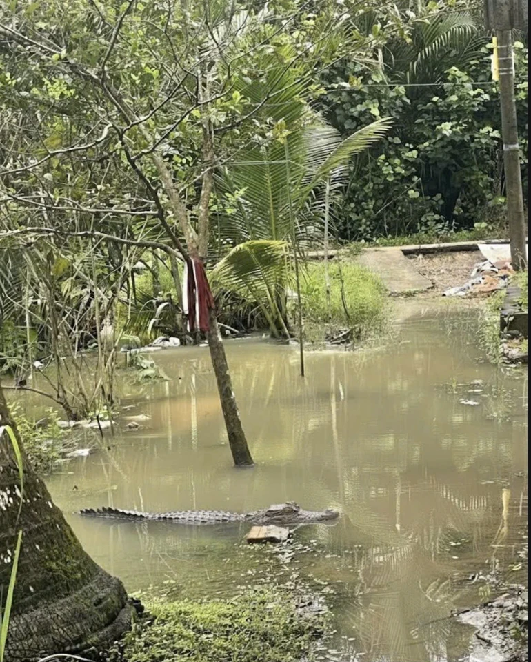 Cần Thơ: Cá sấu xuất hiện sát nhà dân, cơ quan chức năng vào cuộc