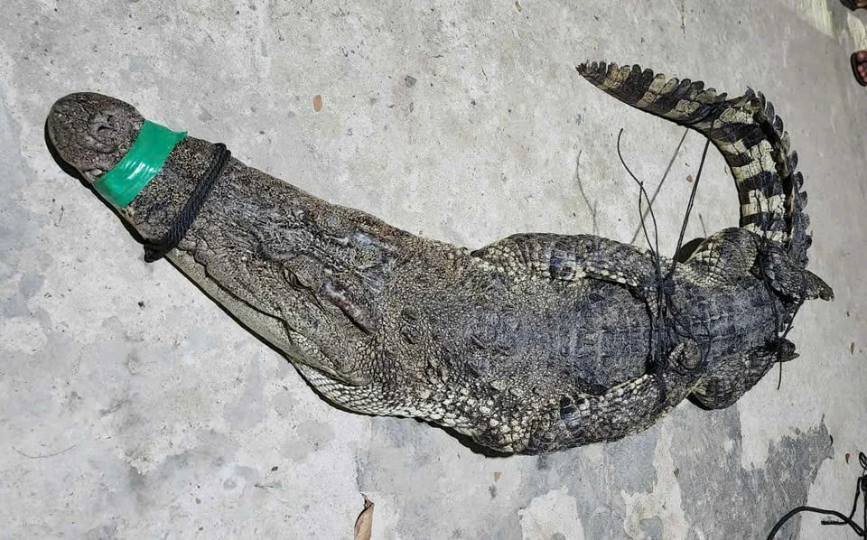 Hốt hoảng khi cá sấu dài 2m dính lưới trên sông Cái Cỏ ở Tây Ninh