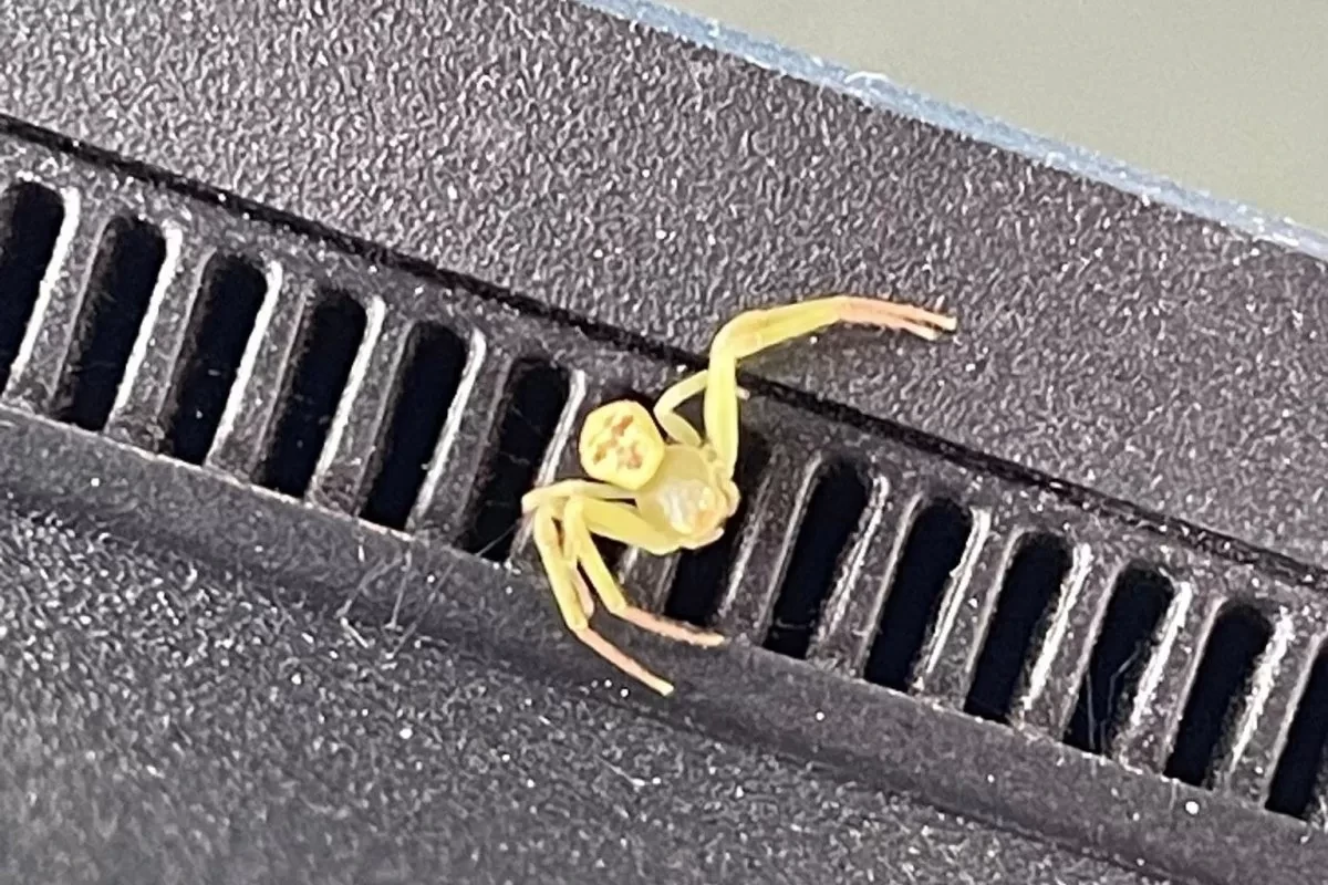 Nhện “mặt người” gây chú ý trên mạng Thái Lan