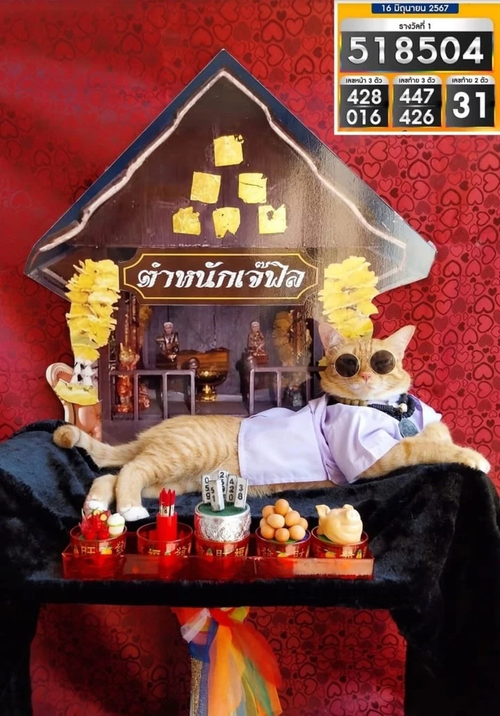 5 chú mèo thành 'idol mạng', có hàng triệu người hâm mộ khắp thế giới