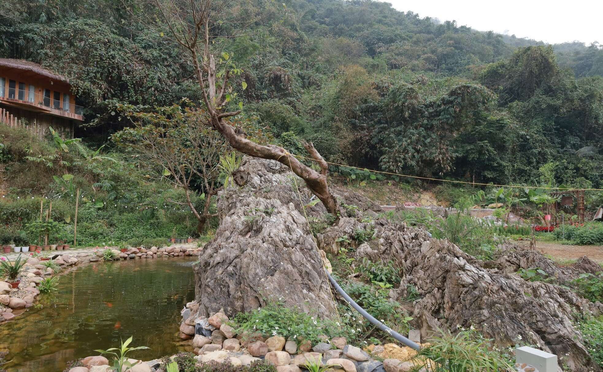 Chiêm ngưỡng khối đá giống gốc cây khổng lồ hóa thạch, được trả giá đến 18 tỷ đồng