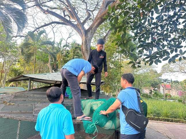 Cận cảnh trăn bạch tạng quý hiếm dài 5m, nặng hơn 90kg