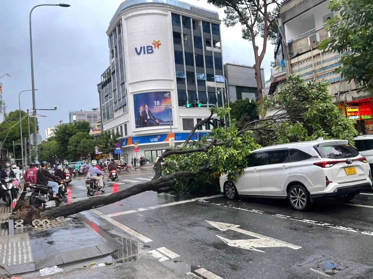 TPHCM: Cây xanh bật gốc giữa cơn mưa lớn, đè trúng 2 ô tô