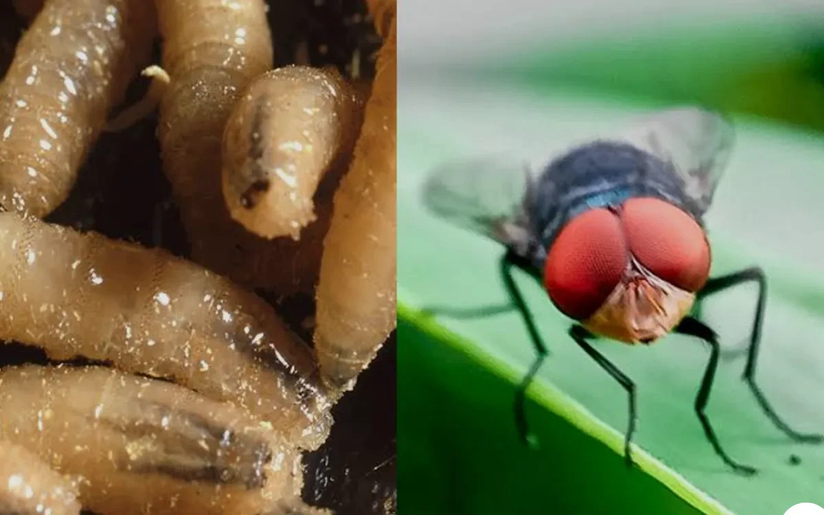 Sự nguy hiểm của giòi ăn thịt được Mỹ phát hiện lần đầu tiên sau 6 thập kỷ