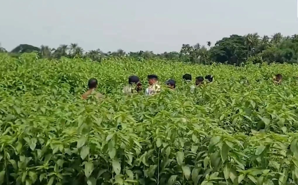Phát hiện 6,2 tỷ đồng tiền mặt chôn trên cánh đồng đay