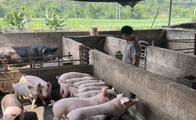 Thành phố Cao Bằng tiêu hủy gần 3 tấn lợn mắc dịch tả lợn châu Phi
