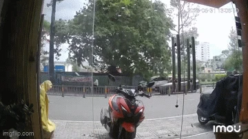 Khoảnh khắc cây xanh bất ngờ bật gốc trong cơn giông, đè trúng người đi đường và ô tô ở TP.HCM