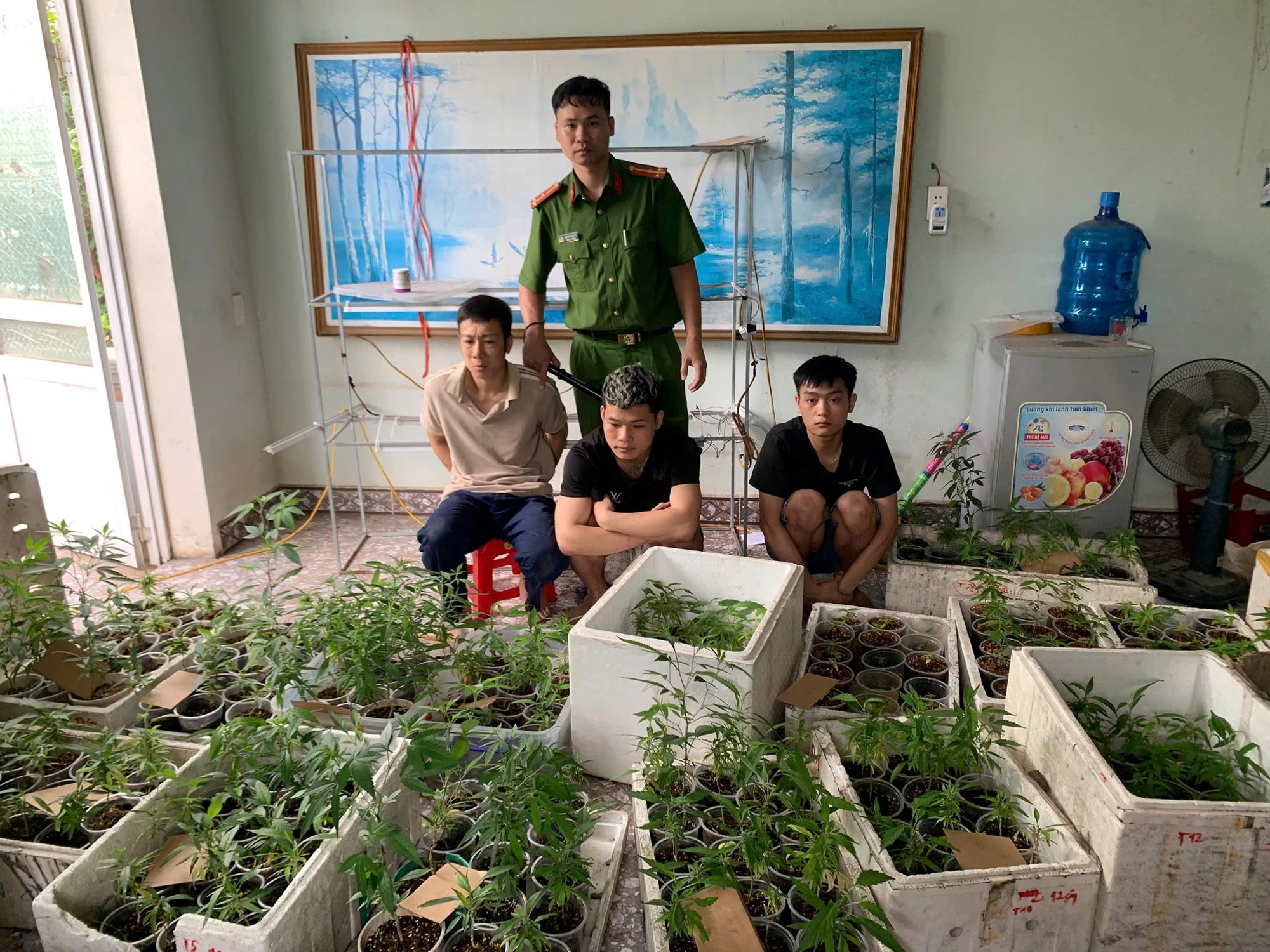 Cựu sinh viên Đại học Bách Khoa Hà Nội trồng 317 cây cần sa trong nhà