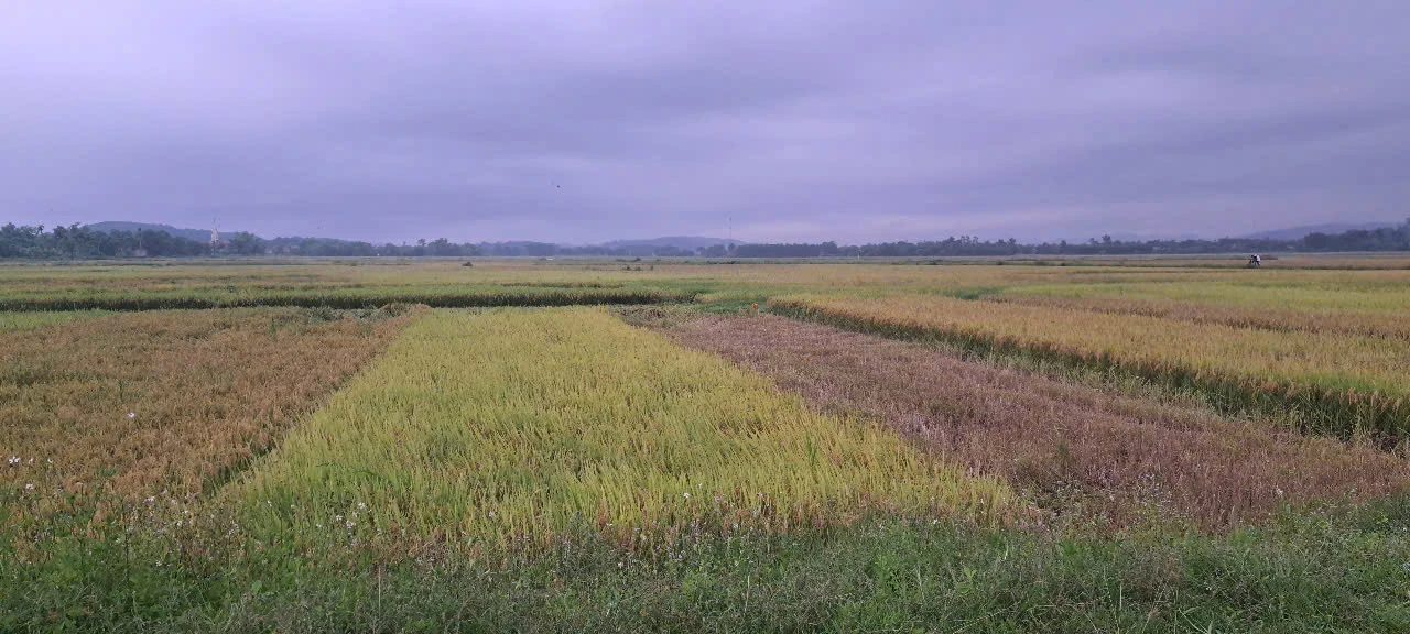 Hà Tĩnh: Người đàn ông bị sét đánh tử vong khi đang thu hoạch lúa trên đồng
