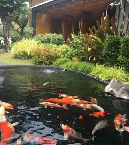 Đàn cá Koi hơn 1 tỷ đồng bất ngờ chết hàng loạt, người phụ nữ sốc nặng khi biết lý do